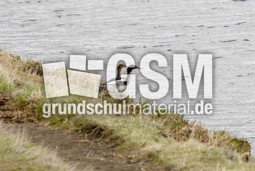 Mittelsäger (3 von 6).jpg